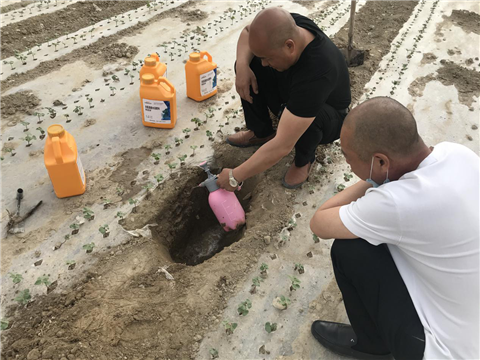 棉花，水溶肥，拉姆拉，翠姆