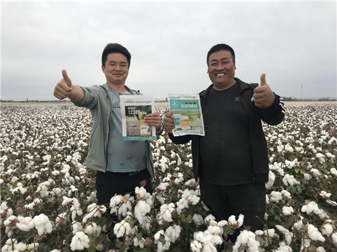 棉花，水溶肥，拉姆拉，翠姆
