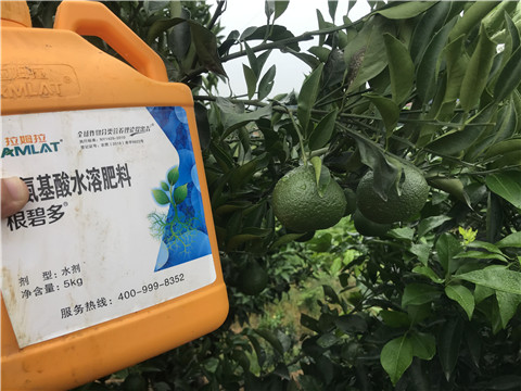 水溶肥，拉姆拉，翠姆