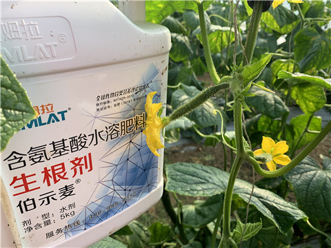 水溶肥，拉姆拉，伯示麥