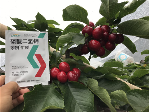 水溶肥，拉姆拉，翠姆
