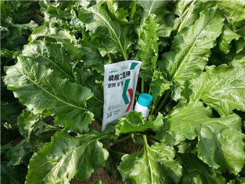 水溶肥，拉姆拉，翠姆