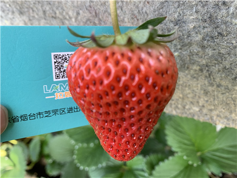 水溶肥，拉姆拉，翠姆