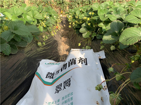水溶肥，拉姆拉，翠姆