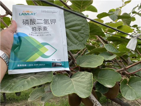 磷酸二氫鉀，拉姆拉，伯示麥