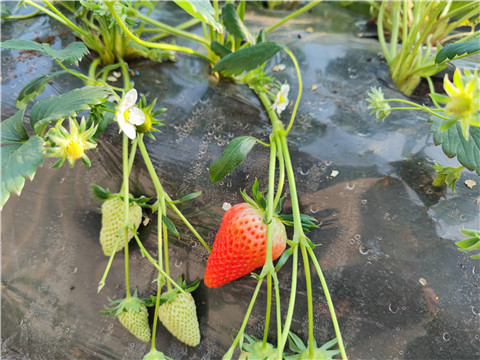 微生物菌劑，拉姆拉，翠姆