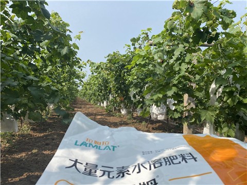 大量元素水溶肥，拉姆拉，翠姆