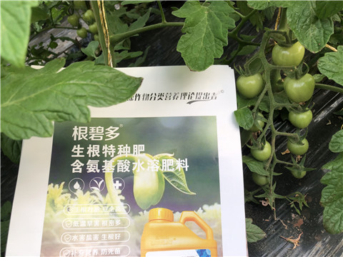 水溶肥，拉姆拉，翠姆