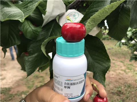 水溶肥，拉姆拉，翠姆