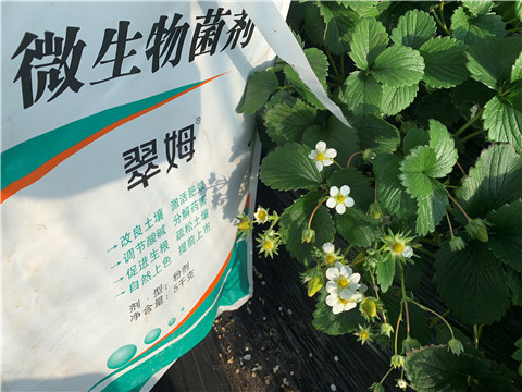 微生物菌劑，拉姆拉，翠姆
