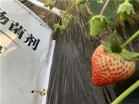 微生物菌劑，拉姆拉，翠姆