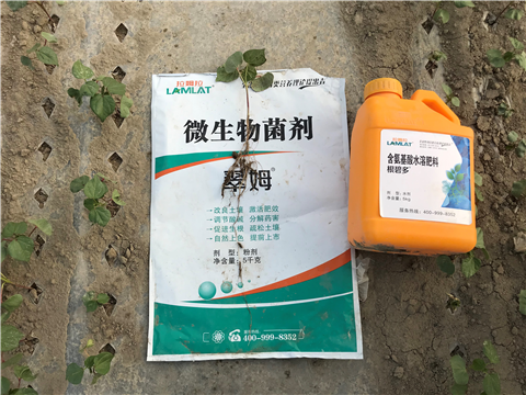 葉面肥，拉姆拉，翠姆