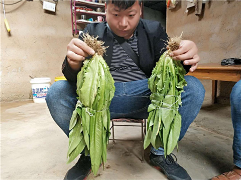 水溶肥，拉姆拉，翠姆