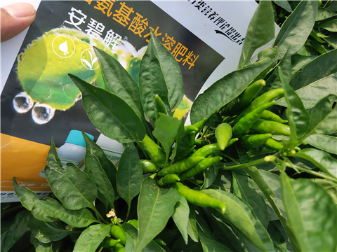 水溶肥，拉姆拉，翠姆