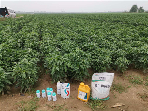 水溶肥，拉姆拉，翠姆
