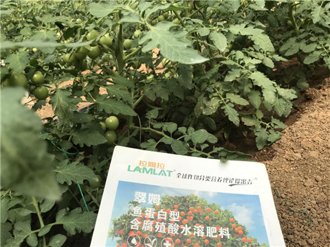 水溶肥，拉姆拉，翠姆