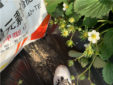 水溶肥，拉姆拉，翠姆