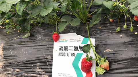 磷酸二氫鉀，拉姆拉，翠姆