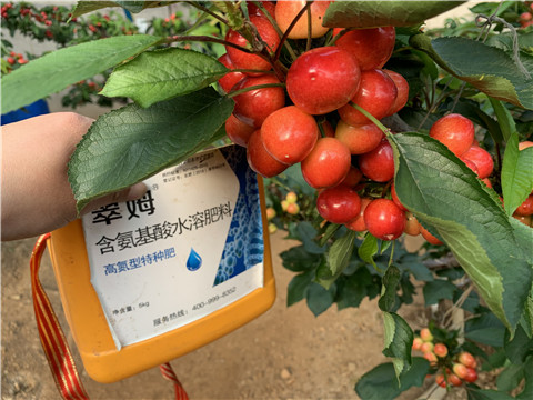 水溶肥，拉姆拉，翠姆
