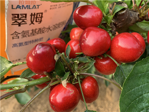 水溶肥，拉姆拉，翠姆