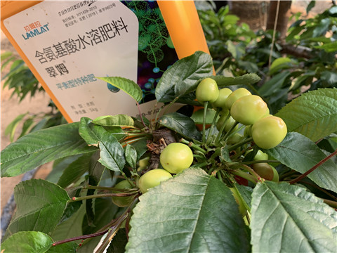 氨基酸水溶肥，拉姆拉，翠姆