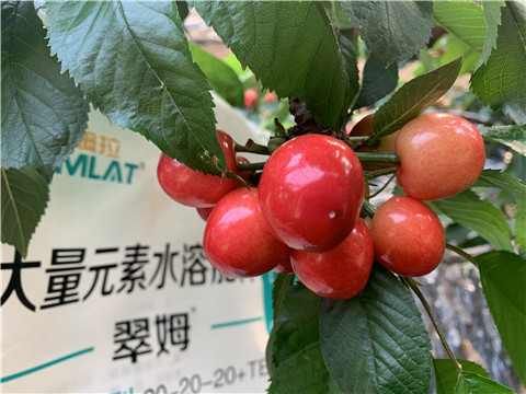大量元素水溶肥，拉姆拉，翠姆