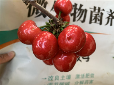 水溶肥，拉姆拉，翠姆