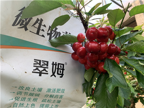 水溶肥，拉姆拉，翠姆