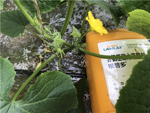 水溶肥，拉姆拉，翠姆