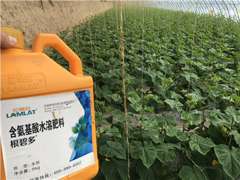 水溶肥，拉姆拉，翠姆