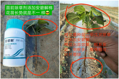 安碧解，拉姆拉，翠姆