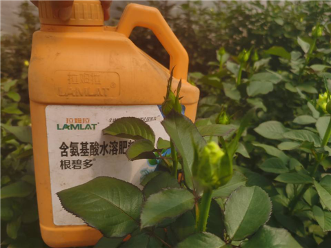 生根劑，拉姆拉，翠姆