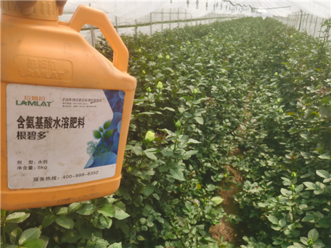 生根劑，拉姆拉，翠姆