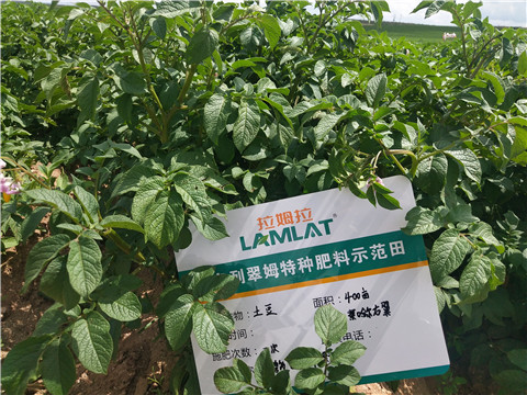 安碧解，拉姆拉，翠姆