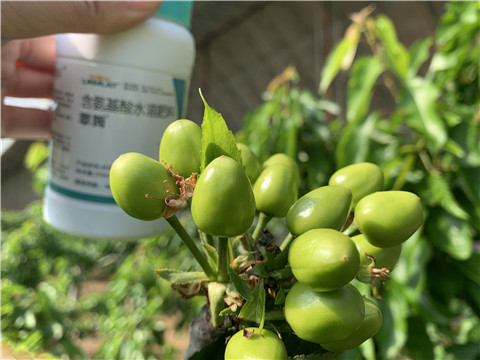 氨基酸水溶肥，拉姆拉，翠姆