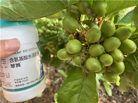 氨基酸水溶肥，拉姆拉，翠姆