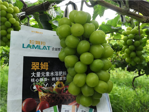 水溶肥，拉姆拉，翠姆