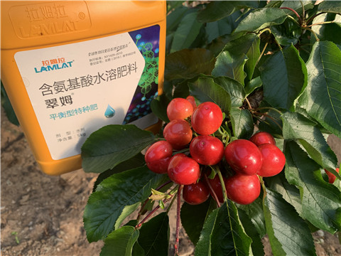 水溶肥，拉姆拉，翠姆