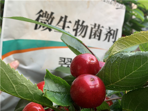 微生物菌劑，拉姆拉，翠姆
