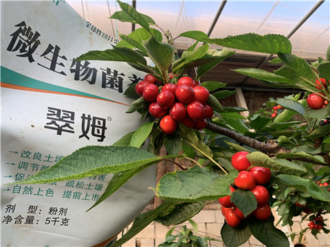 微生物菌劑，拉姆拉，翠姆