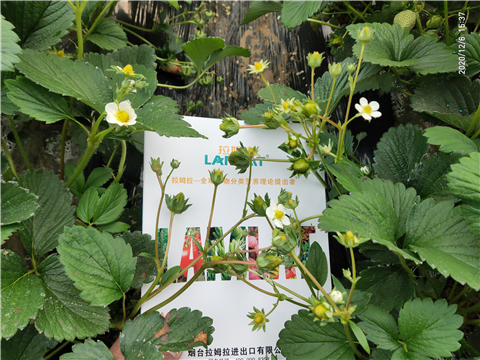 水溶肥，拉姆拉，翠姆