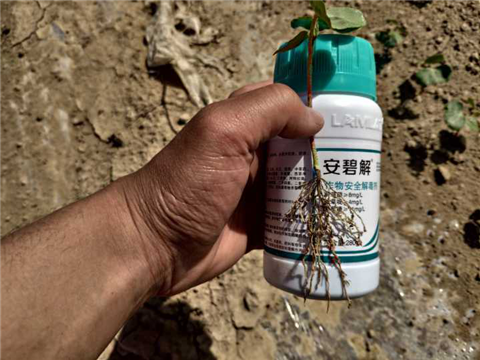 水溶肥，拉姆拉，翠姆