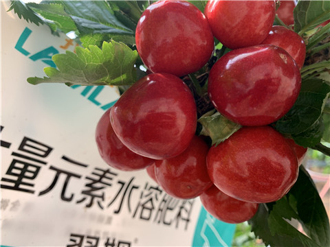 大量元素水溶肥，拉姆拉，翠姆