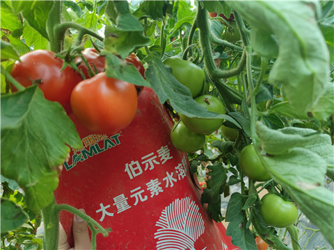 水溶肥，拉姆拉，伯示麥