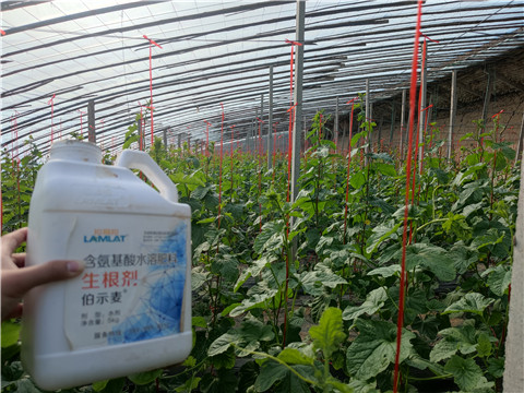 水溶肥，拉姆拉，翠姆
