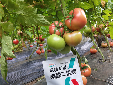 磷酸二氫鉀，拉姆拉，翠姆