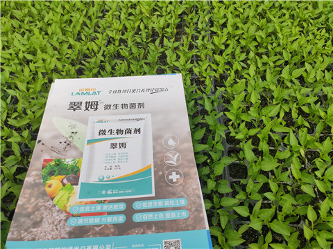 水溶肥，拉姆拉，翠姆