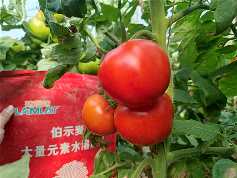 水溶肥，拉姆拉，伯示麥 
