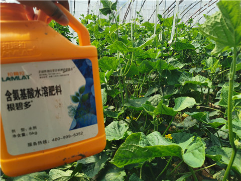 水溶肥，拉姆拉，翠姆