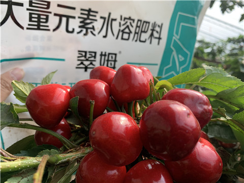 水溶肥，拉姆拉，翠姆